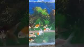 Beautiful Gold fish Fish Aquarium setup Gold Fish tank setup shorts viral fish aquarium [upl. by Lledo397]