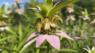 Spotted Beebalm Monarda punctata 🌷 Quiet Moments [upl. by Perron]