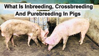 What Is Inbreeding Crossbreeding And Purebreeding In Pigs [upl. by Wavell]