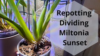 Repotting amp Dividing Miltonia Sunset Oncidium Orchid Care [upl. by Lledor]