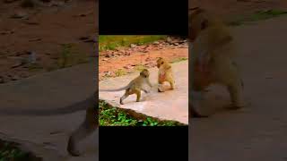 Accident monkey and need help monkey animals short Rainbow [upl. by Hgielrak243]