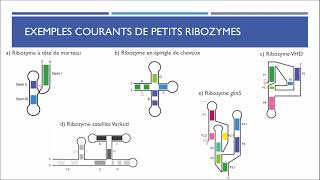 Les ribozymes [upl. by Liesa443]