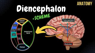 Diencephalon Anatomy Thalamus Epithalamus Subthalamus Metathalamus Hypothalamus [upl. by Eelek]