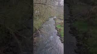 Short ASMR  A brook in the German Odenwald forest  Kurzes ASMR Ein Bach im Odenwald [upl. by Ailahk325]