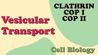 Vesicular Transport  Clathrin  COP I  COP II [upl. by Eelynnhoj]