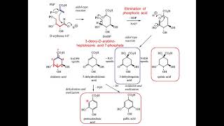 Shikimate pathway audio [upl. by Lalla]