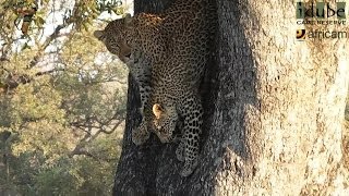 Leopard And Cub  Life Outside The Bushcamp  39 Playing In A Jackalberry Tree [upl. by Orianna]