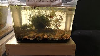 DIY Aquarium of Plastic Box [upl. by Adniuqal]