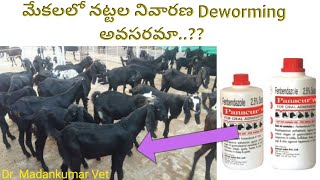 Part 1 Why Deworming in Goats and sheep Telugu  గొర్రెలు మేకలలో నట్టల నివారణ ఎందుకు అవసరమా [upl. by Ute547]