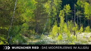 WURZACHER RIED  EIN MOORERLEBNIS [upl. by Enawtna635]