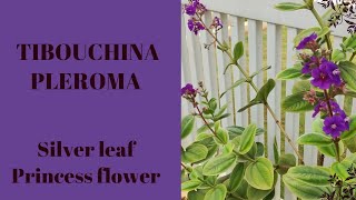 Silver Leaf Princess Flower Tibouchina  Pleroma Heteromallum  The Practical Gardener [upl. by Miltie342]