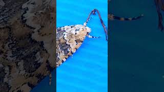 Belleza Jaspeada insects butterfly animals insectos shortvideo shortviral youtubeshorts [upl. by Walford]