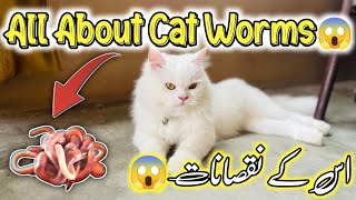 All About Cat Worms 🪱Everything You Need to Know About Worms in Cats  Symptoms of Cat Worms [upl. by Eahsed]