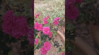 Crysentemum flowers horticulturenurserytv garden plants videoviral [upl. by Erland]