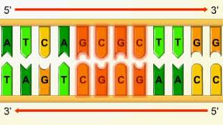 Palindromic sequences [upl. by Esilrac281]