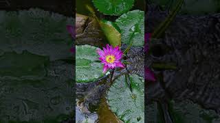 🌿 ASMR Naturopathic Healing 🍀 Rain  Fire  Gecko  Crickets Sounds 💦🦜🕊️🦉 asmrnature [upl. by Itoyj]