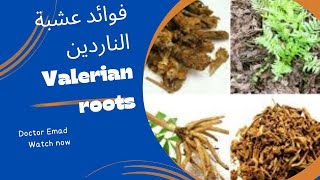 فوائد عشبة الناردين Valerian roots [upl. by Anilesor]