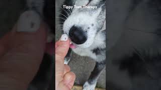 🐾TIPPY TOE THERAPY🩷With SHADOW🐕Rescue Pup of Winter Island Salem MA salemmassachusetts rescuedog [upl. by Drahsar]