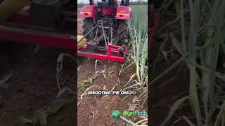 Revolutionizing Green Onion FARMING with Advanced Harvesting Machine [upl. by Urania]