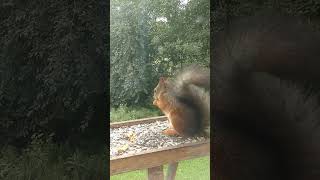 ekron kom spise mat 🐿️ [upl. by Jt]