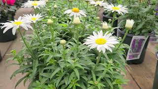 Leucanthemum Snowcap Shasta Daisy  Superb COMPACT Tried amp True LongFlowering Perennial [upl. by Eiggam]