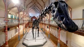 Dippy the dinosaur reconstructed in Dorset museum – timelapse video [upl. by Yattirb855]