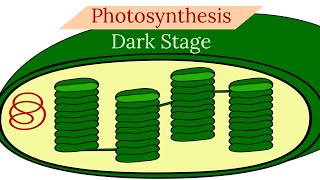 PhotosynthesisDark Stage Summary Part 2Leaving Cert Biology [upl. by Darian]