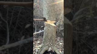 Chopping down a tree with an axe safety [upl. by Wit]