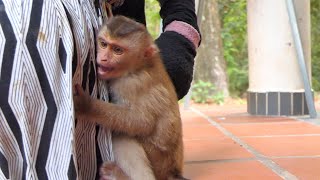 Baby monkey need mom pay attention [upl. by Iridis]