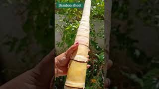 Bamboo Shoot Recipe  Spicy Bamboo Shoot Fry  Bash Korol Bhaja  shorts [upl. by Emery]