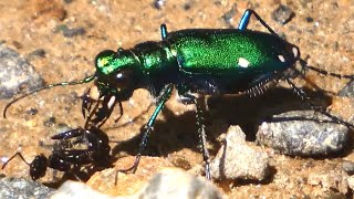 Tiger beetle running eating ants  Six spotted green [upl. by Tremayne865]