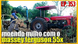 tudo seco  comecei moer o milho com o massey Ferguson 55x e ensiladeira nogueira [upl. by Sven]