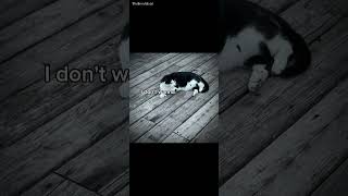 RIP OREO animalshorts cat ripcat riplegend catvideos rip foreverlove catshorts catvideos [upl. by Alenas898]