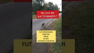 KATZEMANA WIEDER MAMA  WO SIND DIE BABYS  Katzenkinder fütterung  Sponsoren  Hilfe gesucht [upl. by Dru81]