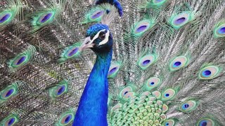 City taking steps to protect freeroaming peacocks and peahens in SA neighborhoods [upl. by Ruberta537]