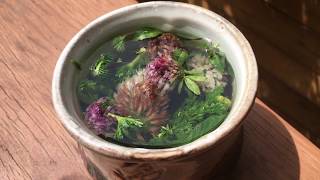 How to make red clover tea Trifolium pratense [upl. by Akerdal19]