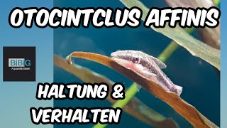 Der Otocinclus affinis  Wie halten damit er sich wohl fühlt  Fischenzyklopädie  BiBiG [upl. by Eirrac]