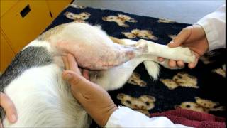 Dog Cruciate Surgery Aftercare Instructions [upl. by Spada280]