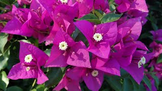 Bougainvillea पर ज्यादा फूल कैसे पाऐं  how to care bougainvillea for better flower [upl. by Gretta136]