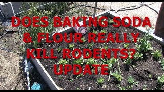 DOES BAKING SODA amp FLOUR REALLY KILL RODENTS UPDATE [upl. by Anton]