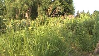 Minnesota Native Plant  Blue Joint Grass Calamagrostis Canadensis [upl. by Fasa]