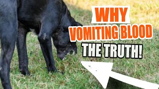 WHY is my DOG VOMITING BLOOD 🐶😢The Truth [upl. by Enelyahs]