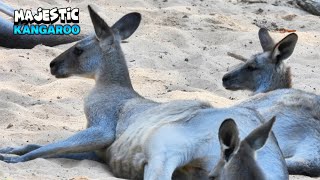 Majestic Kangaroos Relaxing [upl. by Idnahs]