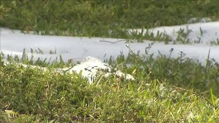 Large swarm of Africanized bees found in Parkland park [upl. by Engle]