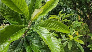 Reasons To Grow Loquat  The Toughest And Most Attractive Tropical Fruit Tree [upl. by Rimhsak513]