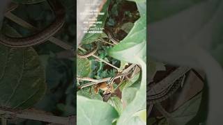 অবিষাক্ত কাৰ্ল শলা সাপEnglish name Boronzeback tree snake Scientific name Dendrelaphis tristies [upl. by Enialehs]