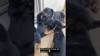 8 Weeks puppies and beautiful rottweiler mom 😍 [upl. by Borries]