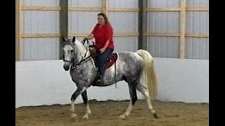 Work That Walk Gaited Horse Gait Training Naturally [upl. by Tiffi779]