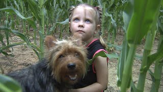 Yorkie Keeps 3YearOld Safe After Getting Lost in Missouri Cornfield Overnight [upl. by Gavrilla438]