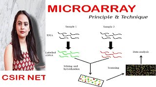 DNA MICROARRAY  DNA chip  Gene expression analysis  CSIR UGC NET [upl. by Bomke]